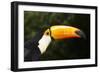 Toco Toucan (Ramphastos Toco)-Lynn M^ Stone-Framed Photographic Print