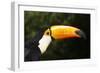 Toco Toucan (Ramphastos Toco)-Lynn M^ Stone-Framed Photographic Print