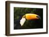 Toco Toucan (Ramphastos Toco)-Lynn M^ Stone-Framed Photographic Print