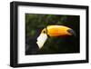 Toco Toucan (Ramphastos Toco)-Lynn M^ Stone-Framed Photographic Print