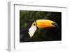 Toco Toucan (Ramphastos Toco)-Lynn M^ Stone-Framed Photographic Print