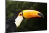 Toco Toucan (Ramphastos Toco)-Lynn M^ Stone-Mounted Photographic Print