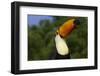 Toco Toucan (Ramphastos Toco)-Lynn M^ Stone-Framed Photographic Print