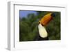 Toco Toucan (Ramphastos Toco)-Lynn M^ Stone-Framed Photographic Print