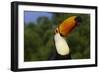 Toco Toucan (Ramphastos Toco)-Lynn M^ Stone-Framed Photographic Print