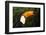 Toco Toucan (Ramphastos Toco)-Lynn M^ Stone-Framed Photographic Print