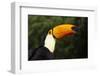 Toco Toucan (Ramphastos Toco)-Lynn M^ Stone-Framed Photographic Print