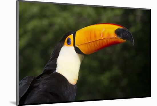 Toco Toucan (Ramphastos Toco)-Lynn M^ Stone-Mounted Photographic Print