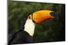Toco Toucan (Ramphastos Toco)-Lynn M^ Stone-Mounted Photographic Print