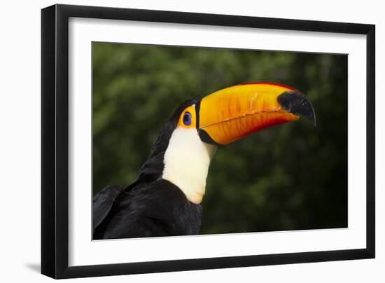 Toco Toucan (Ramphastos Toco)-Lynn M^ Stone-Framed Photographic Print