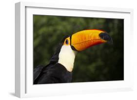 Toco Toucan (Ramphastos Toco)-Lynn M^ Stone-Framed Photographic Print