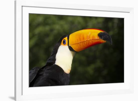 Toco Toucan (Ramphastos Toco)-Lynn M^ Stone-Framed Photographic Print