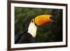 Toco Toucan (Ramphastos Toco)-Lynn M^ Stone-Framed Photographic Print