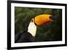 Toco Toucan (Ramphastos Toco)-Lynn M^ Stone-Framed Photographic Print