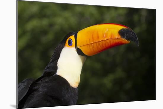 Toco Toucan (Ramphastos Toco)-Lynn M^ Stone-Mounted Photographic Print