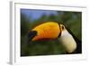 Toco Toucan (Ramphastos Toco)-Lynn M^ Stone-Framed Photographic Print