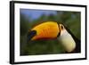 Toco Toucan (Ramphastos Toco)-Lynn M^ Stone-Framed Photographic Print