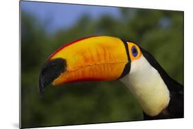 Toco Toucan (Ramphastos Toco)-Lynn M^ Stone-Mounted Photographic Print