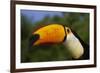 Toco Toucan (Ramphastos Toco)-Lynn M^ Stone-Framed Photographic Print