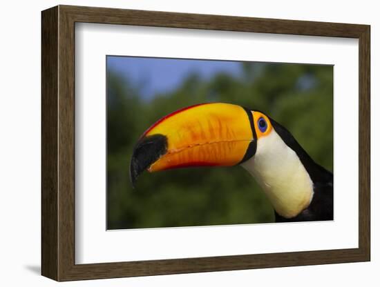 Toco Toucan (Ramphastos Toco)-Lynn M^ Stone-Framed Photographic Print