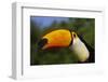 Toco Toucan (Ramphastos Toco)-Lynn M^ Stone-Framed Photographic Print