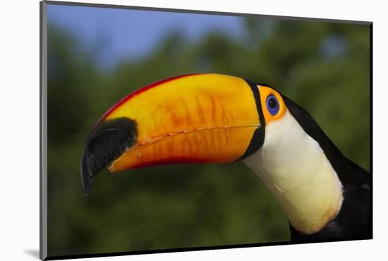 Toco Toucan (Ramphastos Toco)-Lynn M^ Stone-Mounted Photographic Print