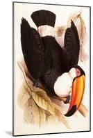 Toco Toucan, Ramphastos Toco-Edward Lear-Mounted Giclee Print