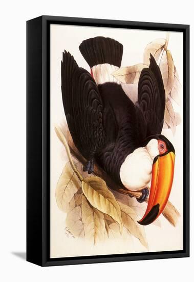 Toco Toucan, Ramphastos Toco-Edward Lear-Framed Stretched Canvas