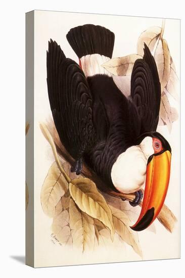 Toco Toucan, Ramphastos Toco-Edward Lear-Stretched Canvas