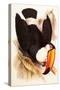 Toco Toucan, Ramphastos Toco-Edward Lear-Stretched Canvas