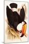 Toco Toucan, Ramphastos Toco-Edward Lear-Mounted Giclee Print