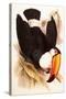 Toco Toucan, Ramphastos Toco-Edward Lear-Stretched Canvas