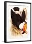 Toco Toucan, Ramphastos Toco-Edward Lear-Framed Giclee Print