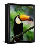 Toco Toucan-Kevin Schafer-Framed Stretched Canvas