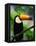 Toco Toucan-Kevin Schafer-Framed Stretched Canvas