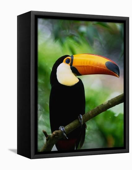 Toco Toucan-Kevin Schafer-Framed Stretched Canvas