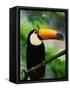 Toco Toucan-Kevin Schafer-Framed Stretched Canvas