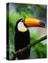 Toco Toucan-Kevin Schafer-Stretched Canvas