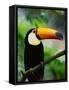 Toco Toucan-Kevin Schafer-Framed Stretched Canvas