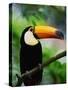 Toco Toucan-Kevin Schafer-Stretched Canvas