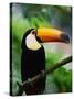 Toco Toucan-Kevin Schafer-Stretched Canvas