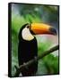 Toco Toucan-Kevin Schafer-Framed Stretched Canvas