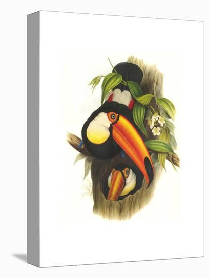 Toco Toucan-John Gould-Stretched Canvas