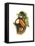 Toco Toucan-John Gould-Framed Stretched Canvas