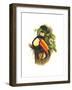 Toco Toucan-John Gould-Framed Art Print