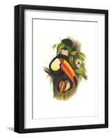 Toco Toucan-John Gould-Framed Art Print