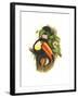 Toco Toucan-John Gould-Framed Art Print