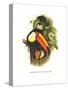 Toco Toucan-John Gould-Stretched Canvas