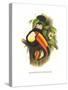 Toco Toucan-John Gould-Stretched Canvas