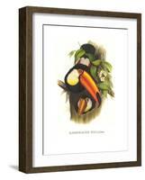 Toco Toucan-John Gould-Framed Art Print